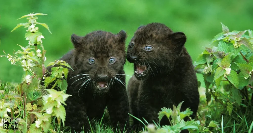 Panther Puns And Jokes