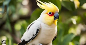 Cockatiel Puns