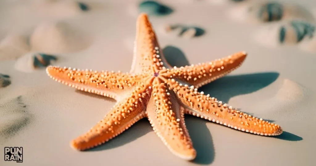 Dirty Starfish Puns