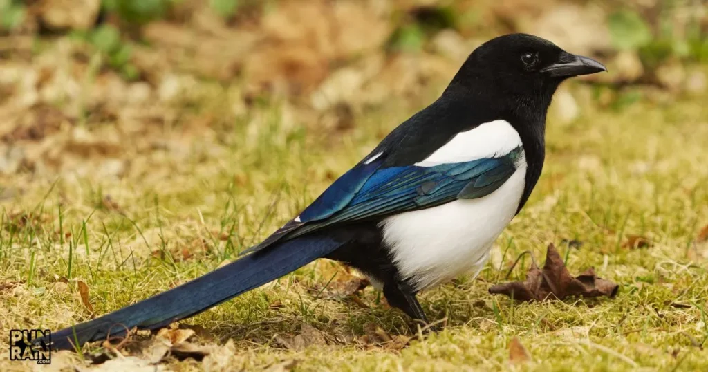 Magpie Puns Jokes