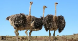 Ostrich Puns