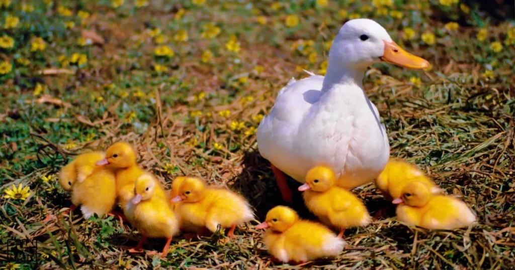 Best Duck Puns