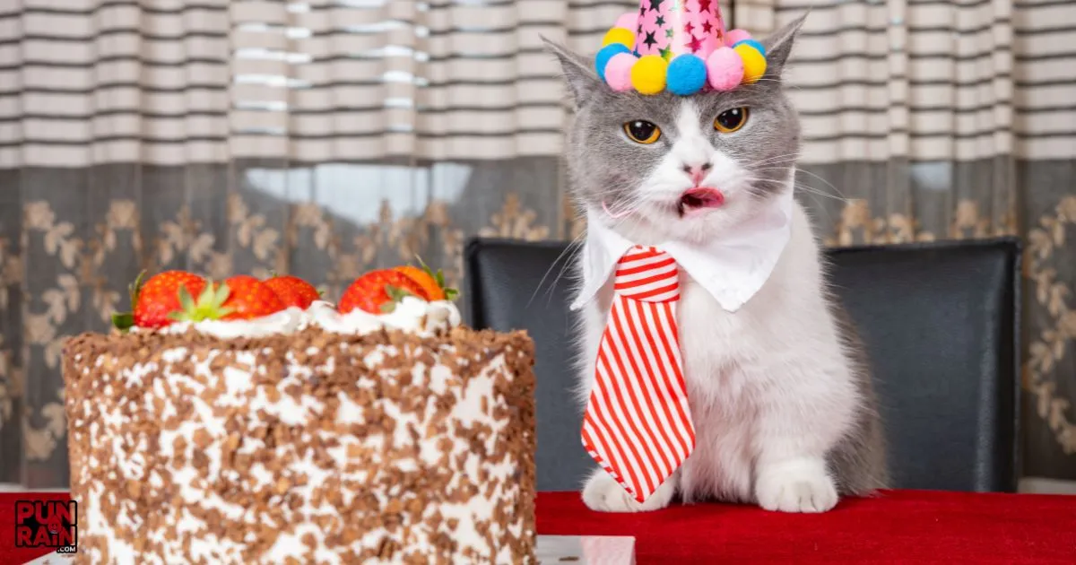 Cat Birthday Puns