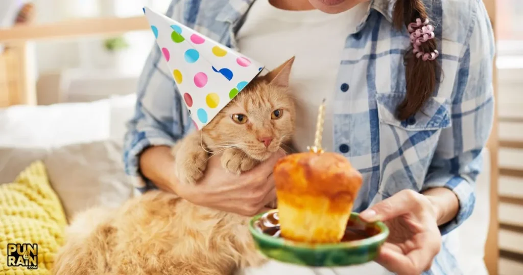 Cat Birthday Special