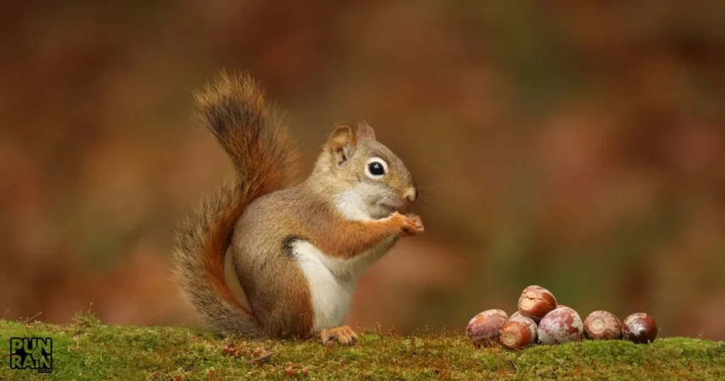 Squirrel Acorn Puns