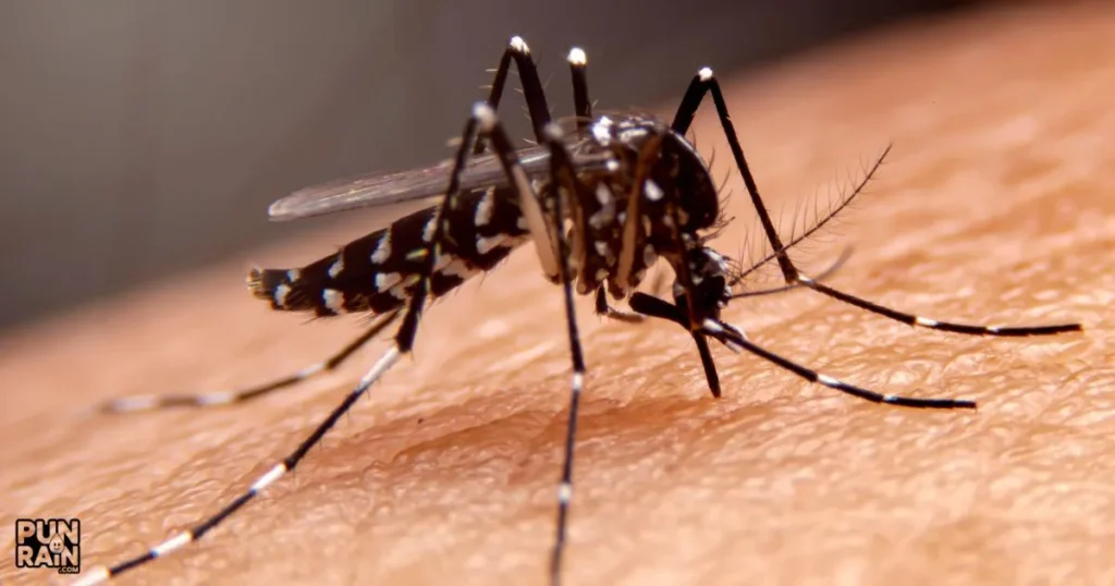 Mosquito Puns